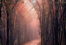 巴伯联决赛赛后上演全武行，球员互相推搡+惊现德甲logo式飞踹.